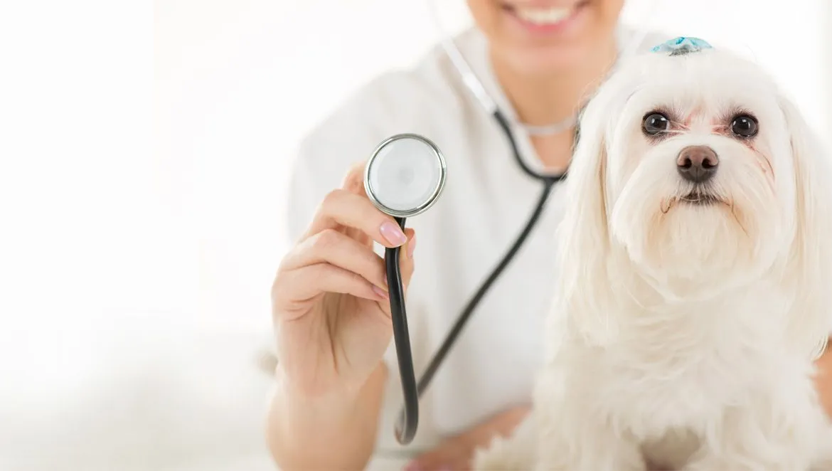 Veterinarian examining a small white dog with a stethoscope — Minnesota Veterinary Associates