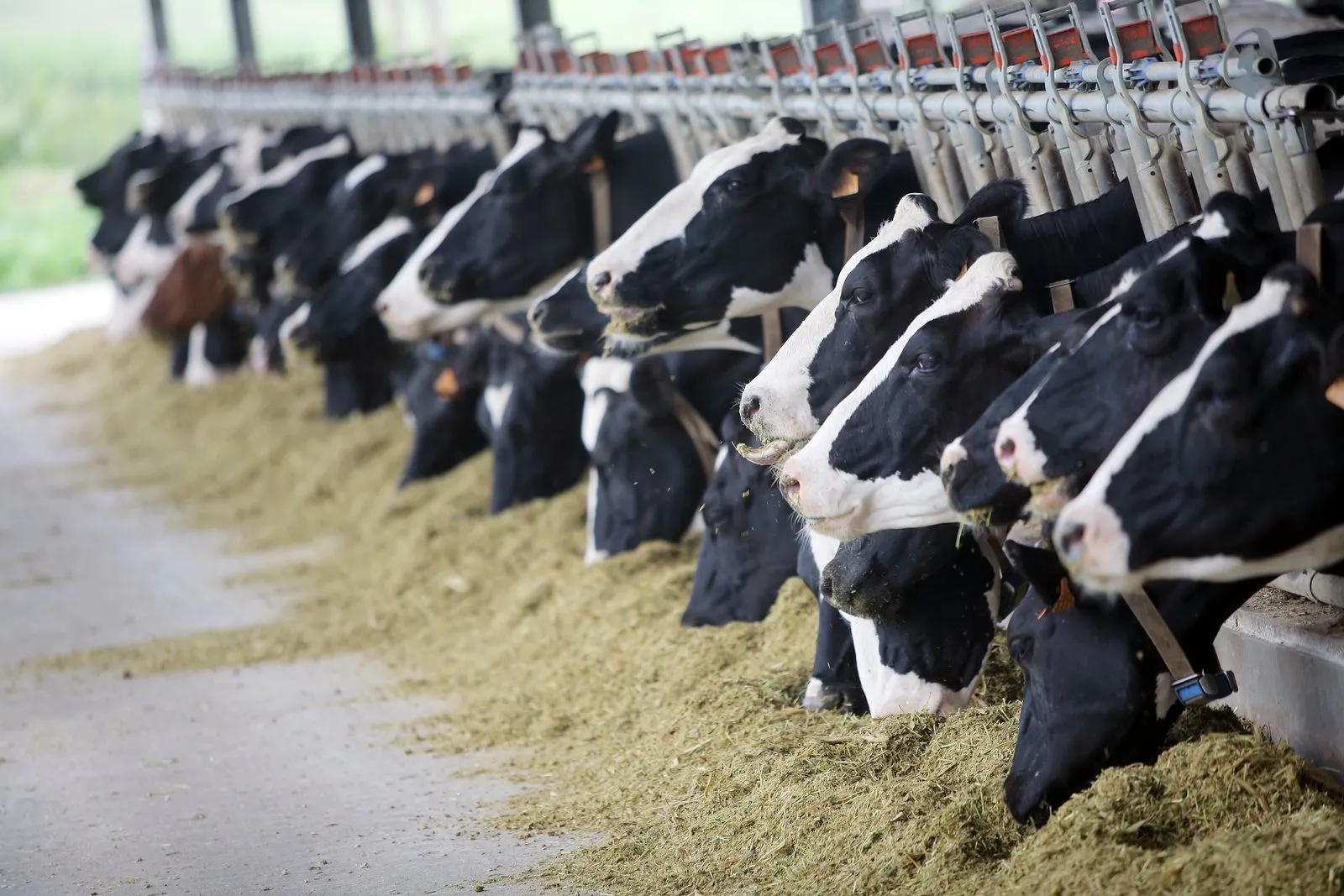 Holstein dairy cows feeding at the barn — large-animal and herd care
