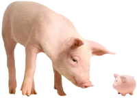Image of a pig looking at a piggy bank.